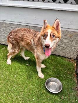 Selena -  Husky Dog for Adoption in Wando, South Carolina - Selena | PetCurious