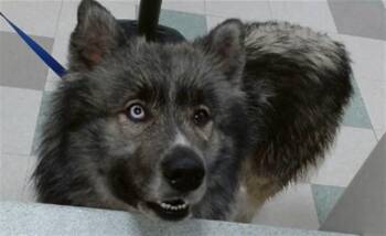 Siberian Husky Dogs Available for Adoption in Oklahoma City, Oklahoma - LUCA | PetCurious