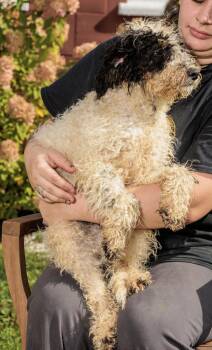 Rescue Bernadoodle Dogs for Adoption in Chester Springs, Pennsylvania - Madison | PetCurious