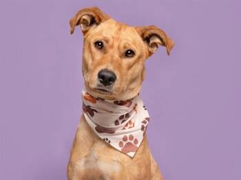 Labrador Retriever Dogs Available for Adoption in Brentwood, Missouri - AUBURN | PetCurious