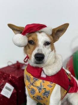 Jack Russell Terrier and Mixed Breed Dogs Available for Adoption - Fruity Pebbles | PetCurious