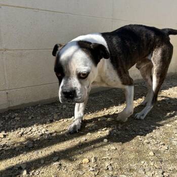 Boxer and Mixed Breed Dogs Available for Adoption in Loxahatchee Groves, Florida - ARNIE 5908 | PetCurious