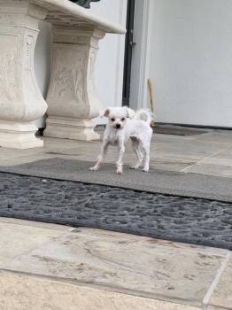 Maltese Dogs Available for Adoption in Richmond, Texas - Jazzy | PetCurious