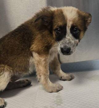 Fiona -  Shepherd and Mixed Breed Dog for Adoption in Fresno, California - Fiona | PetCurious