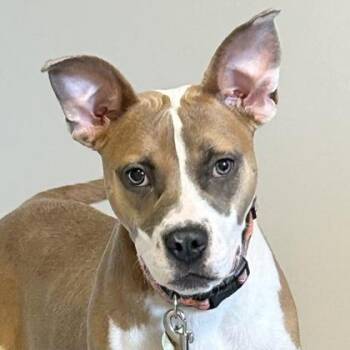 Mixed Breed Dogs Available for Adoption - Sharkbait | PetCurious