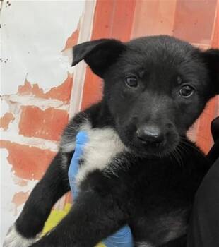 LIBBY -  German Shepherd Dog and Mixed Breed Dog for Adoption in San Bernardino, California - LIBBY | PetCurious