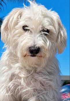 Berkley -  Maltese and Coton De Tulear Dog for Adoption in Ramona, California - Berkley | PetCurious
