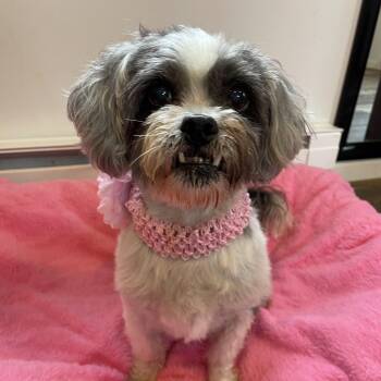 Gracie -  Lhasa Apso and Mixed Breed Dog for Adoption in Oxford, Michigan - Gracie | PetCurious