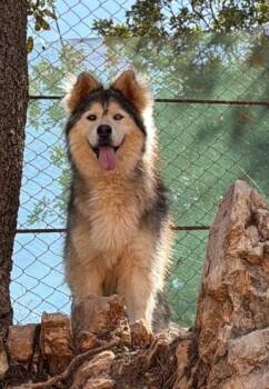 Blue -  Siberian Husky and Alaskan Malamute Dog for Adoption in Issaquah, Washington - Blue | PetCurious