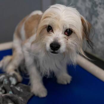 Yorkshire Terrier and Chihuahua Dogs Available for Adoption in Peyton, Colorado - Ozzie (D25-02) | PetCurious