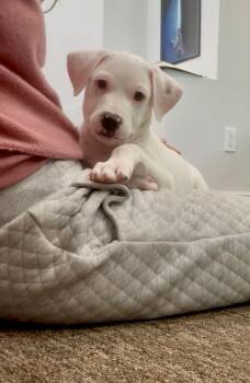 Chihuahua and Pit Bull Terrier Dogs Available for Adoption in Denver, Colorado - Bean | PetCurious