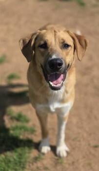 Anatolian Shepherd and Mixed Breed Dogs Available for Adoption in York, South Carolina - HOLDEN | PetCurious