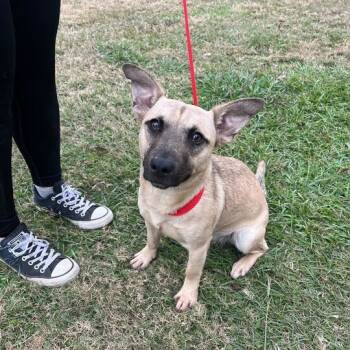 Rescue Cardigan Welsh Corgi Dogs for Adoption in Carencro, Louisiana - Slay | PetCurious