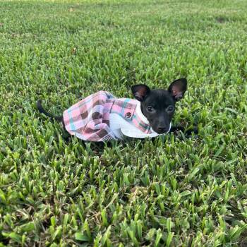 Cricket -  Chihuahua Dog for Adoption in Martinez, California - Cricket | PetCurious