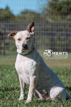 Rescue Cattle Dog and Terrier Dogs for Adoption - King | PetCurious