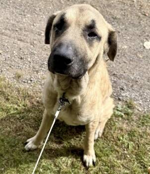 Thor -  Anatolian Shepherd Dog for Adoption - Thor | PetCurious