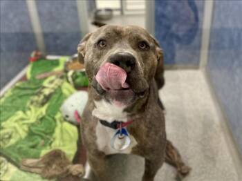 Pit Bull Terrier Dogs Available for Adoption - HAM SLICE | PetCurious