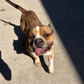 Marble -  English Bulldog Dog for Adoption in Grand Rapids, Michigan - Marble | PetCurious