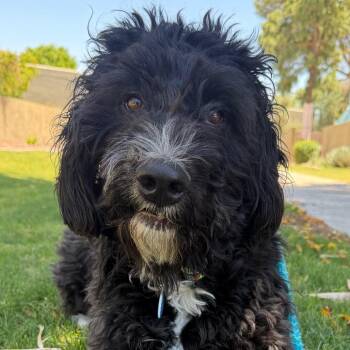 Benjamin -  Standard Poodle and Black Labrador Retriever Dog for Adoption in Apache Junction, Arizona - Benjamin | PetCurious