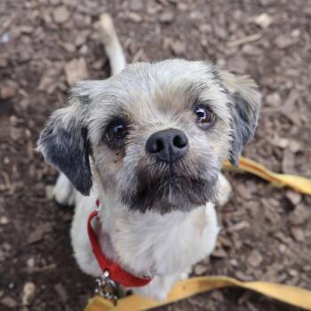 Stevie -  Shih Tzu Dog Available for Adoption in Briarcliff Manor, New York - Stevie | PetCurious