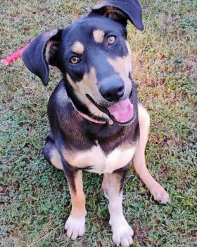 Rescue Labrador Retriever Dogs for Adoption in Clearwater, Florida - Loxley | PetCurious