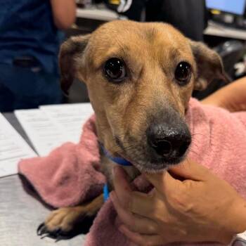 Yaniel -  Miniature Dachshund and Mixed Breed Dog for Adoption in Tampa, Florida - Yaniel | PetCurious