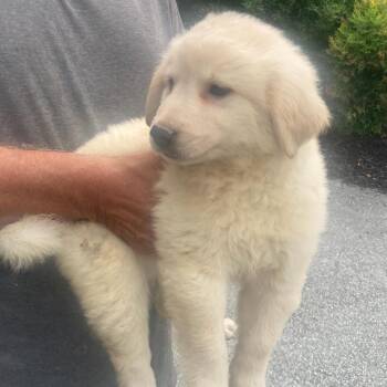 Jenna Lee -  Golden Retriever and American Eskimo Dog Dog for Adoption in Oak Bluffs, Massachusetts - Jenna Lee | PetCurious