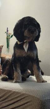 Rio -  Cockapoo Dog for Adoption in Zanesville, Ohio - Rio | PetCurious