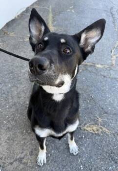 Mulder -  Shepherd and Mixed Breed Dog for Adoption in Roseville, California - Mulder | PetCurious