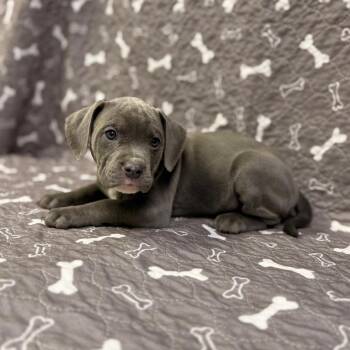 Chili Flake -  Pit Bull Terrier and Mixed Breed Dog for Adoption in Allentown, Pennsylvania - Chili Flake | PetCurious