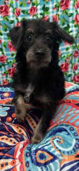 Poodle and Shih Tzu Dogs Available for Adoption - Johnny Depp | PetCurious