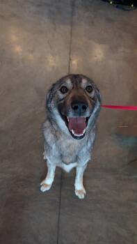 Bodhi, the Sweet Goofball -  Canaan Dog Dog Available for Adoption in Franklin Township, New Jersey - Bodhi, The Sweet Goofball | PetCurious