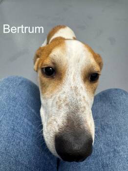 Hound Dogs Available for Adoption in Hilton Head Island, South Carolina - Bertrum | PetCurious