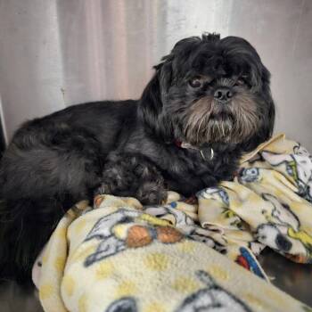 Bear Jr -  Shih Tzu Dog for Adoption in Mount Vernon, Arkansas - Bear Jr | PetCurious