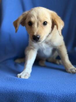 Huckleberry -  Labrador Retriever and Spaniel Dog for Adoption in Monticello, Minnesota - Huckleberry | PetCurious