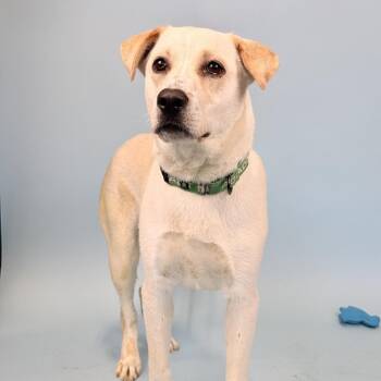 Mixed Breed Dogs Available for Adoption in Portland, Oregon - Bellagio | PetCurious