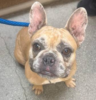 Mr. Belly Rubs -  French Bulldog and Mixed Breed Dog for Adoption in Honolulu, Hawaii - Mr. Belly Rubs | PetCurious