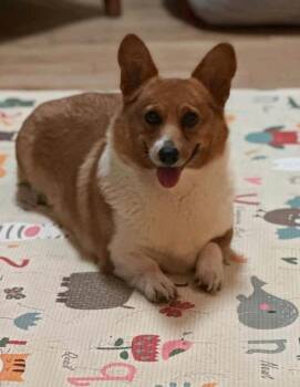 Maple Mae McShortlegs -  Pembroke Welsh Corgi Dog for Adoption in Torrington, Connecticut - Maple Mae McShortlegs | PetCurious