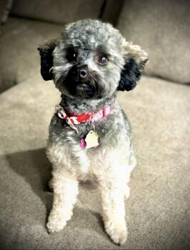 Poodle Dogs Available for Adoption in Maitland, Florida - Dora  | PetCurious