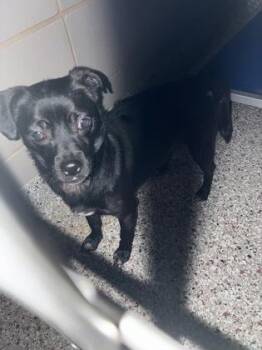 Walter -  Mixed Breed Dog for Adoption in Gastonia, North Carolina - Walter | PetCurious