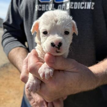 Mixed Breed Dogs Available for Adoption - Pog | PetCurious