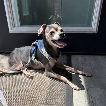 Margo -  Chihuahua Dog for Adoption in Phoenixville, Pennsylvania - Margo | PetCurious