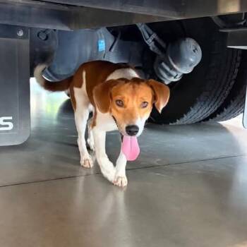 Chief -  Beagle and Mixed Breed Dog for Adoption in Montgomery, Texas - Chief | PetCurious