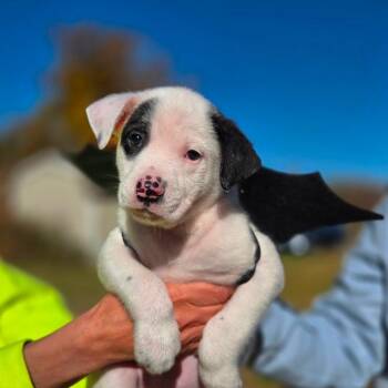 CT Cave Bat avail Oct 31 -  Australian Cattle Dog Blue Heeler and Labrador Retriever Dog for Adoption in Eastford, Connecticut - CT Cave Bat Avail Oct 31 | PetCurious