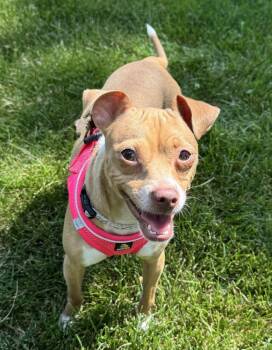 Chakira -  Chihuahua Dog for Adoption in Mundelein, Illinois - Chakira | PetCurious