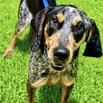 Bluetick Coonhound Dogs Available for Adoption in Battle Creek, Michigan - Fox | PetCurious