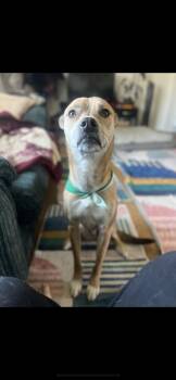 Terrier and Whippet Dogs Available for Adoption - Dingo | PetCurious