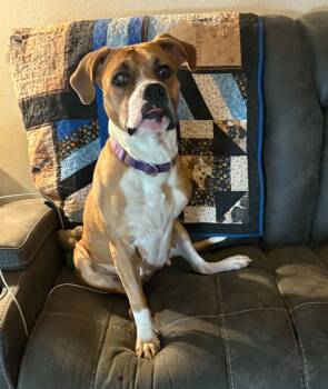Penelope -  Boxer Dog for Adoption in Stanwood, Washington - Penelope | PetCurious