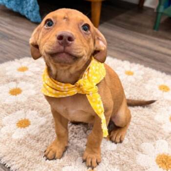Milo Nilla Wafer -  Pit Bull Terrier and Catahoula Leopard Dog Dog for Adoption in Friendswood, Texas - Milo Nilla Wafer | PetCurious