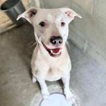 KLUTZ -  Mixed Breed Dog for Adoption in Fernandina Beach, Florida - KLUTZ | PetCurious